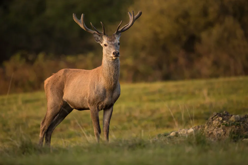 A Beginner’s Guide to Choosing the Right Hunting Rifle (For Comfort and Confidence)