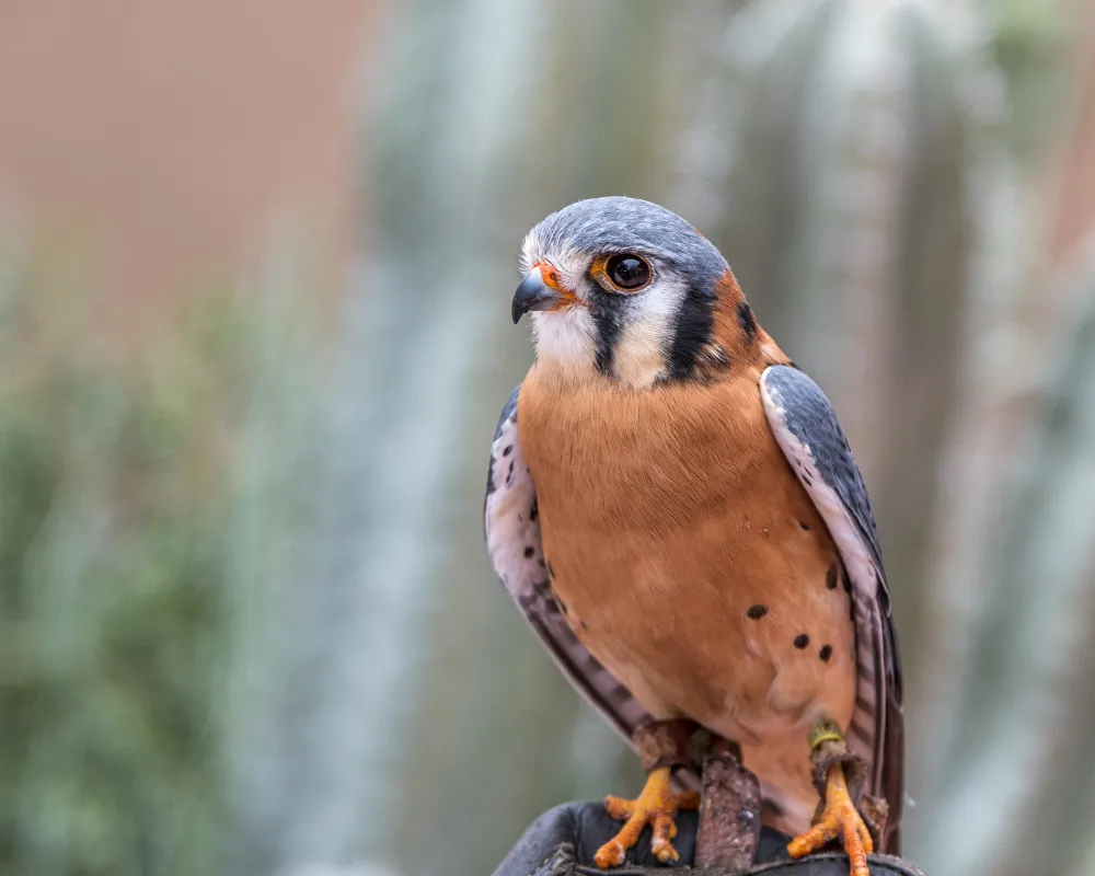 Safe Hunting Tips: How to Maximize Success (And Security) From Your Blind